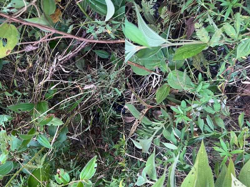 Pernas de jovem encontrado em igarapé no Tarumã são achadas