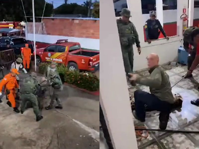 Onça-pintada morre após invadir Corpo de Bombeiros no AM