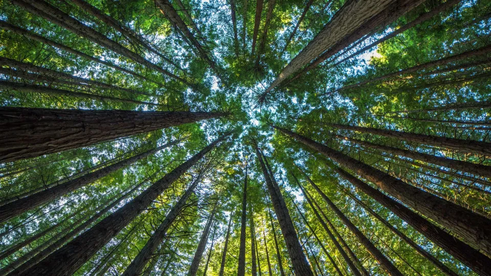 Produção florestal do país cresce 16,7% e chega a R$ 44,3 bi em 2024
